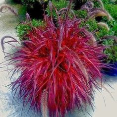 some very pretty plants with red hair on them in the snow and bushes behind it