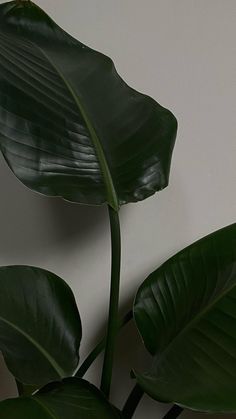 a large green leafy plant in front of a white wall