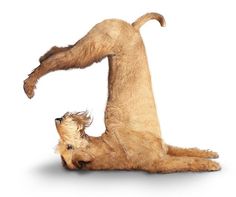 a brown dog laying on its back with it's legs up in the air