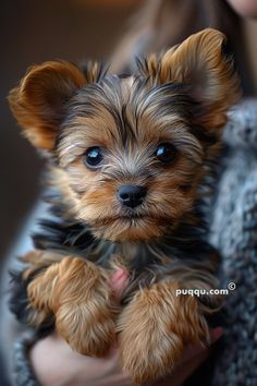 a small brown and black dog sitting on top of a person's arm with blue eyes