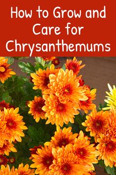 orange flowers with text overlay how to grow and care for chrysanthemums