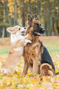 two dogs playing with each other in the leaves on the ground and one dog has its paw on another dog's back