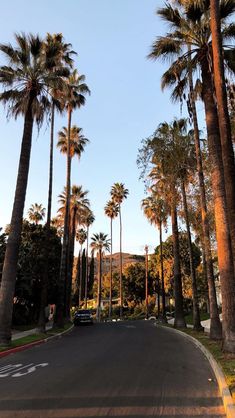 palm trees line the street in front of houses