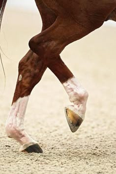 a close up of a horse's legs and feet with sand on the ground