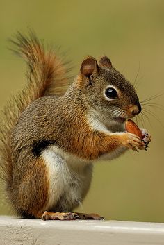 a squirrel is eating something on the ledge