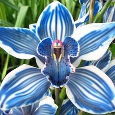 a blue and white flower with green leaves in the backgrounnd, it looks like an orchid