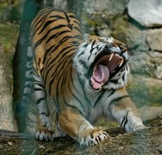 a tiger yawns while standing on a tree branch