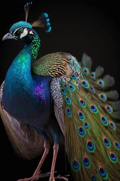 a blue and green peacock with its feathers spread out, standing in front of a black background