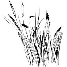 the reeds are growing in the water, and it's black and white