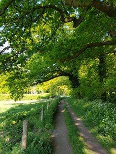 a dirt road surrounded by green trees and grass