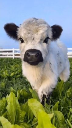 a baby cow standing in the middle of some green grass and looking at the camera