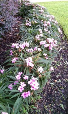 purple flowers are growing along the edge of a garden path in front of a house