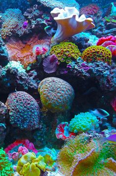 colorful corals and sea anemones in the ocean