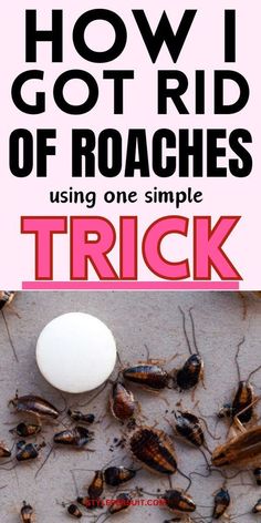 Tired of roaches around your home. Learn various DIY methods to trap and kill roaches in the house effectively without the use of toxic and expensive pesticides. With these homemade roach traps, you can expedite the process of eliminating roaches. Click To Get Rid Of Cockroaches Fast