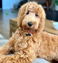 a brown dog sitting on top of a couch