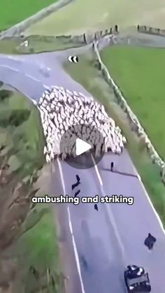 an aerial view of sheep crossing the road in front of a car and another vehicle