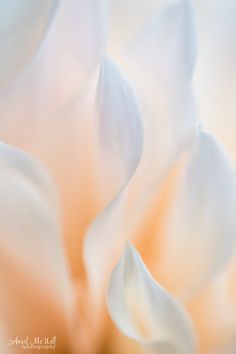 a close up view of a white flower