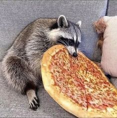 a raccoon sitting on a couch next to a large piece of cheese pizza