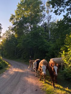 several cows walking down a dirt road in the woods