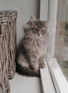 a cat sitting on the window sill next to a basket