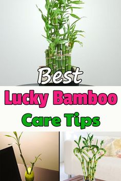 the best lucky bamboo care tips are in this collage, and it's easy to grow