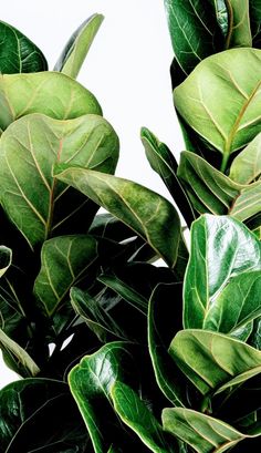 green leaves are growing on the top of a plant