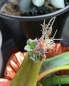 a close up of a plant in a pot