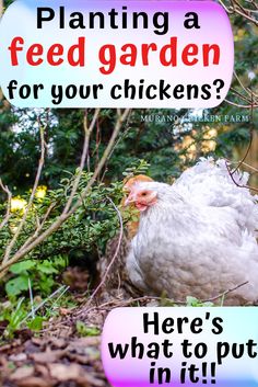 a white chicken standing in the grass next to some trees and bushes with text reading planting a feed garden for your chickens? here's what to put in it