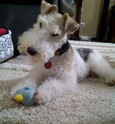 a small white dog laying on top of a bed next to a stuffed animal toy