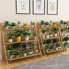 three wooden shelves filled with potted plants on top of a hard wood floor