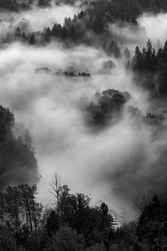 black and white photograph of trees in the foggy forest with low lying clouds above them