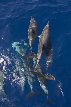 three dolphins swimming in the ocean together