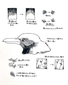 an image of a bird's head with different parts labelled in chinese and english