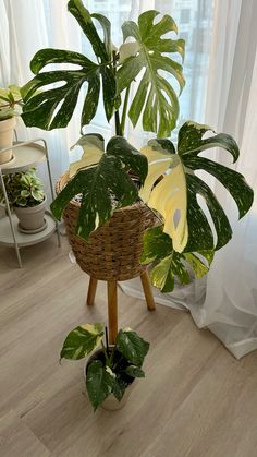 a houseplant in a wicker basket on a wooden table next to a window