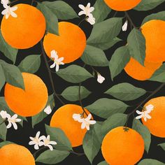 an orange tree with white flowers and green leaves on a black background is featured in this image