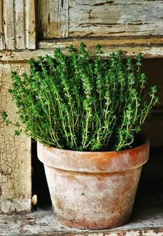 a potted plant sitting on top of a window sill next to a wooden door