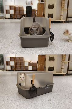 two pictures of a cat sitting in a litter box