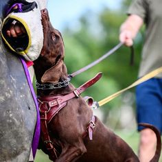 a brown dog wearing a muzzle and leash standing next to a person on a horse