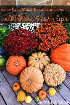 pumpkins and gourds on a wooden table with the words keep your fall mums alive longer with these tips