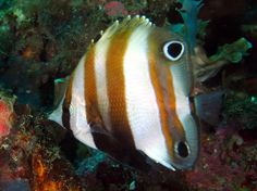 an orange and white striped fish on the ocean floor with corals in the background