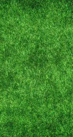 green grass textured as a background or backdrop