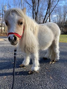 a small white pony standing on top of a road