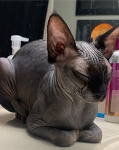 a hairless cat laying on top of a table next to a bottle of shampoo