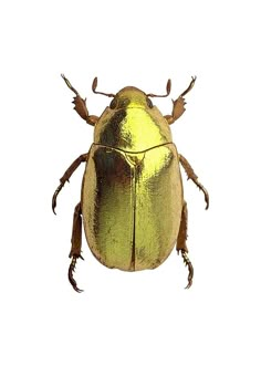 a golden bug with long legs and two antennae on it's back, against a white background