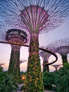 gardens by the bay in singapore at dusk with trees and plants growing all around them