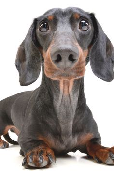 a small dachshund dog laying on the ground looking up at the camera