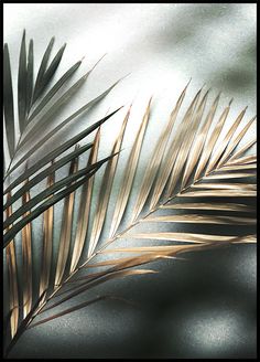 a close up view of a palm leaf on a frosty glass surface with light reflecting off the leaves