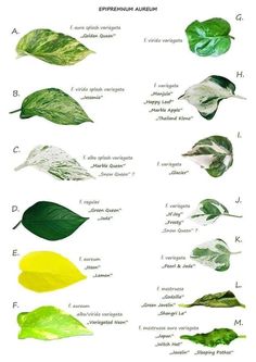 different types of leaves are shown in this diagram