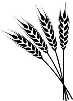 three stalks of wheat on a white background