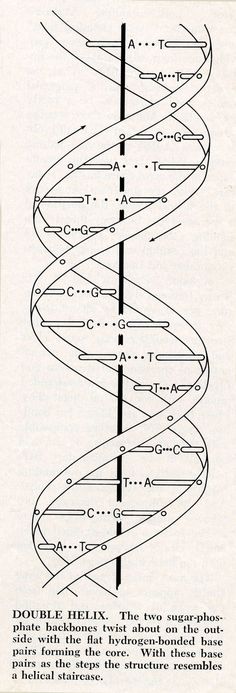 an old book page showing the structure of a spiraled object with lines and numbers